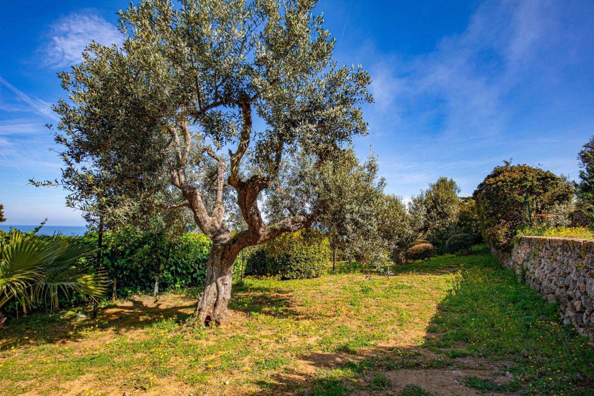 Il Cottage Di Villa Sveva, Splendida Vista Mare Porto Santo Stefano  Zewnętrze zdjęcie